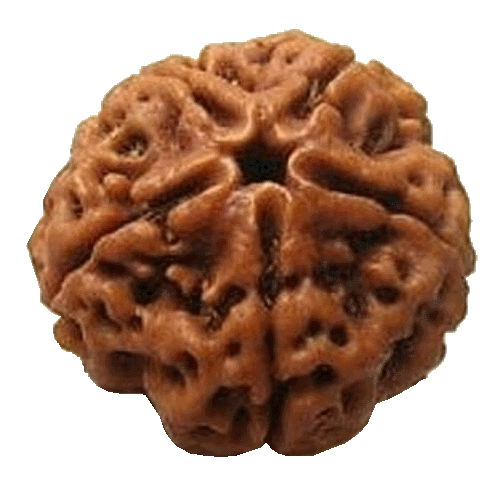 5 Mukhi Rudraksha